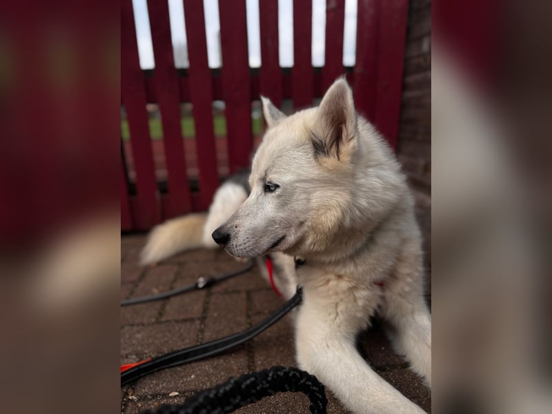 Remus - Wunderschöner Husky-Mix Rüde, 5 Jahre alt, freundlich, in 39112 Magdeburg