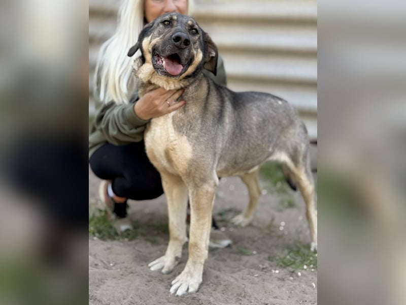 Simon (Strolch) - Lebensfroher Herzenshund sucht seine zweite Chance