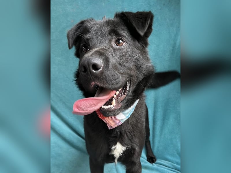 Porter - Kluger, verspielter Begleiter bereit für neue Abenteuer