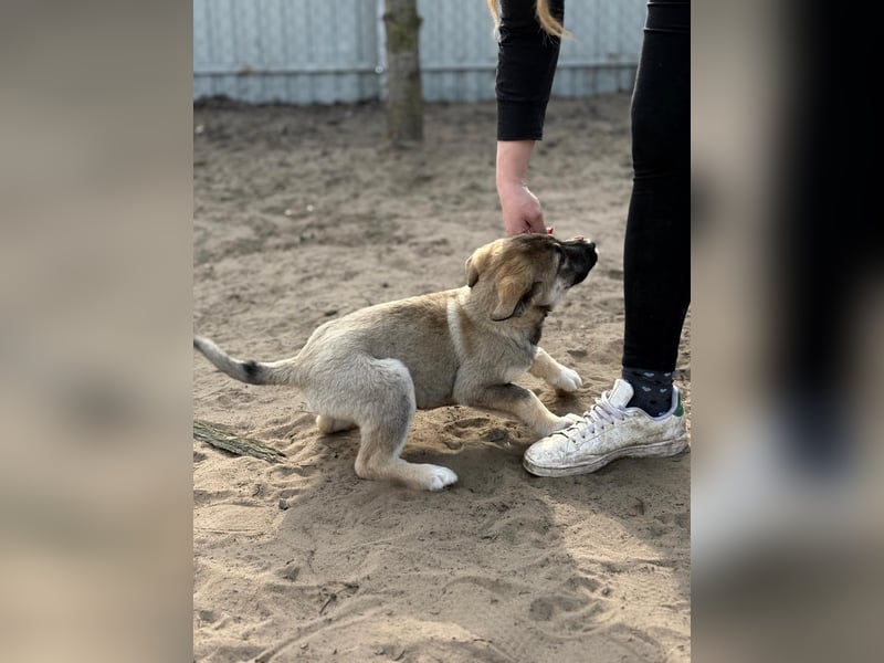 Nacho - Verspielter Welpenjunge möchte die Welt entdecken