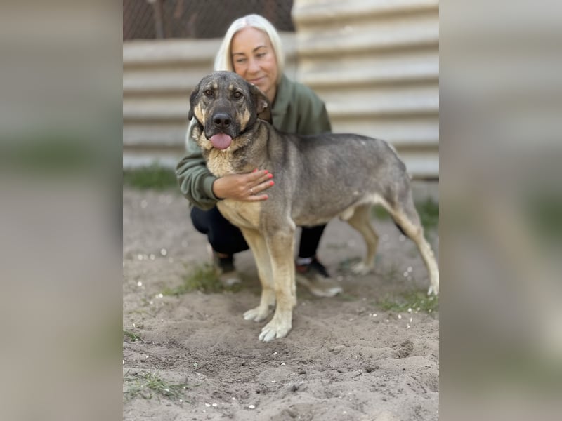 Simon (Strolch) - Lebensfroher Herzenshund sucht seine zweite Chance