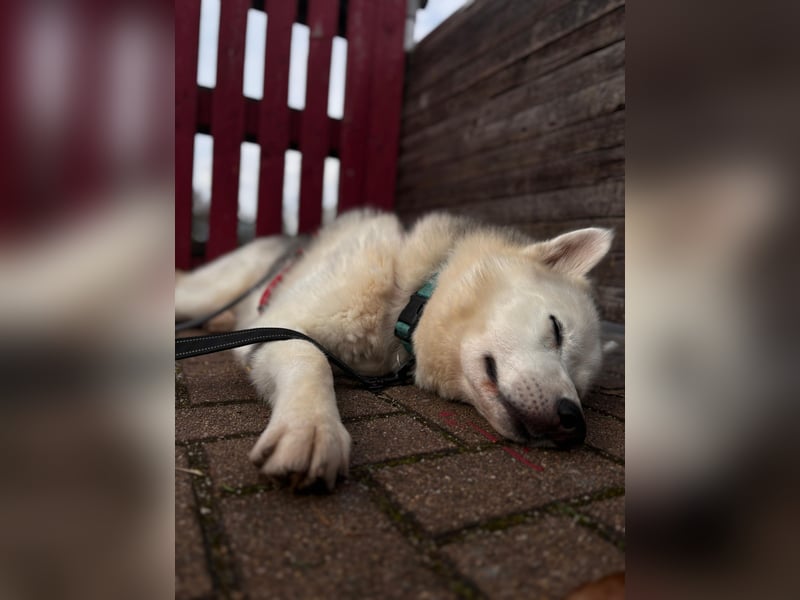 Remus - Wunderschöner Husky-Mix Rüde, 5 Jahre alt, freundlich, in 39112 Magdeburg