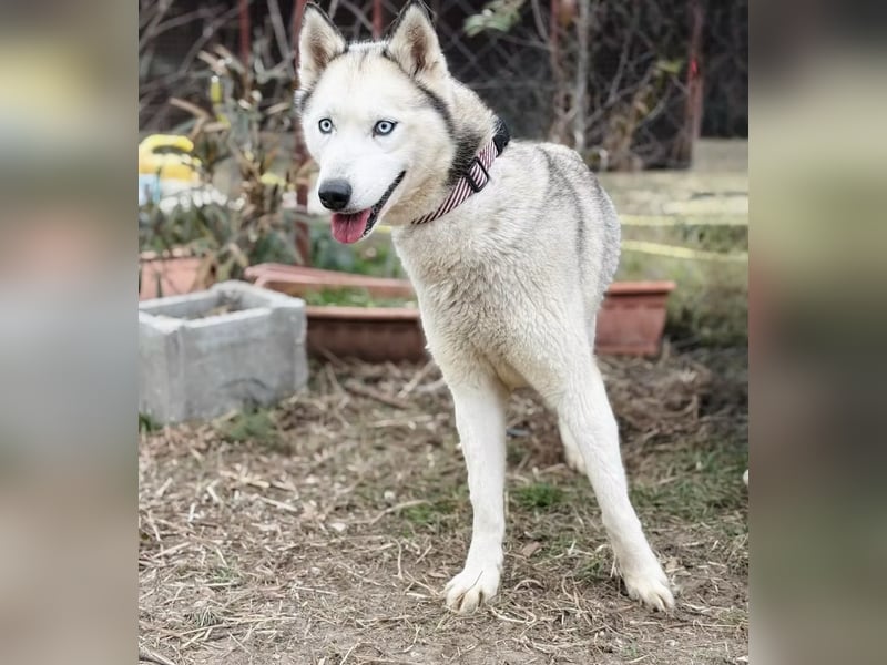 Zelinde - Agile Abenteurerin such unternehmungslustige Menschen