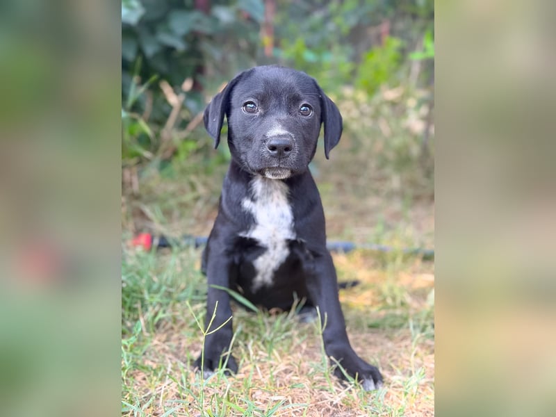 Opal - Kleiner Entdecker auf der Suche nach seiner Familie!