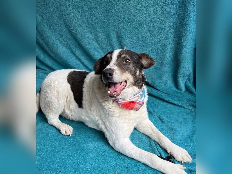 Kaspian - Sanfter Senior sucht liebevolles Zuhause zum Ankommen