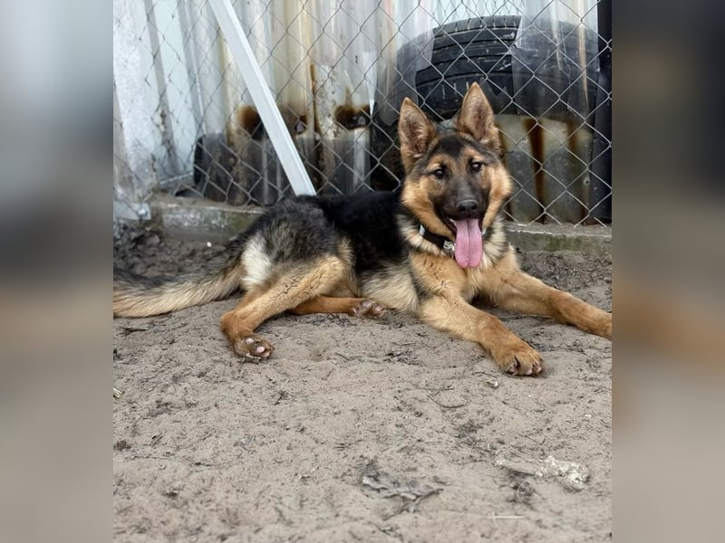 Blanka - treue Begleiterin auf vier Pfoten sucht ihr Zuhause