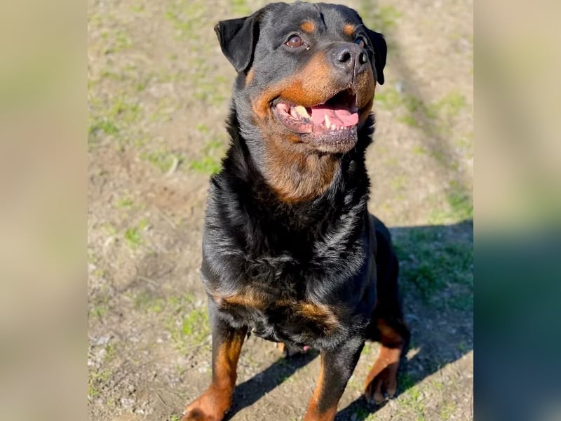 Baro - Sanfter Rottweilermix sucht sein Glück