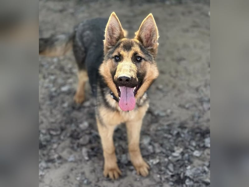 Blanka - treue Begleiterin auf vier Pfoten sucht ihr Zuhause