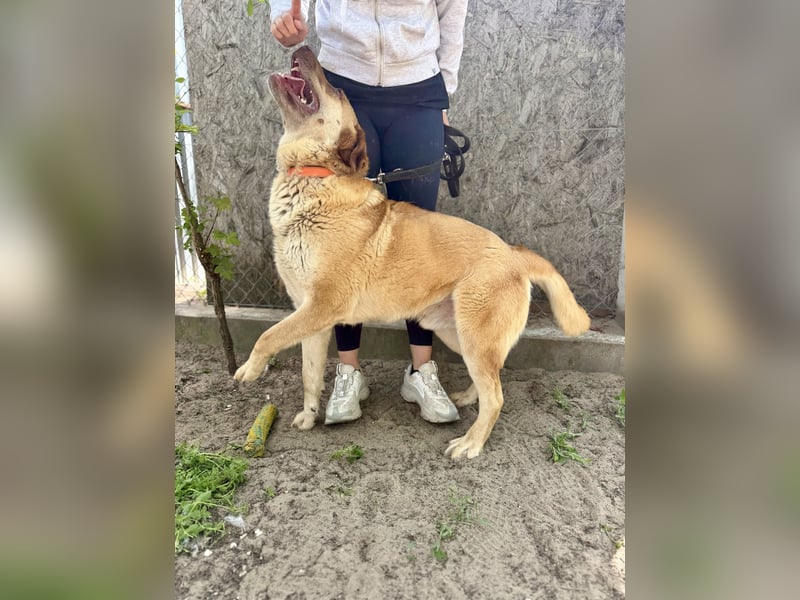 Dojo Treuer Wegbegleiter auf vier Pfoten