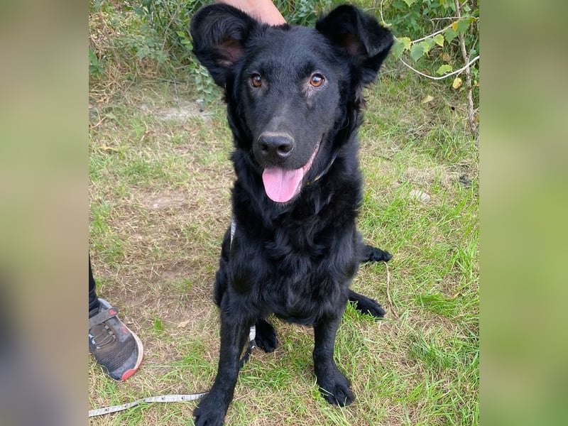 Ziza -Hübsche Hündin auf der Suche nach ihrem Glück