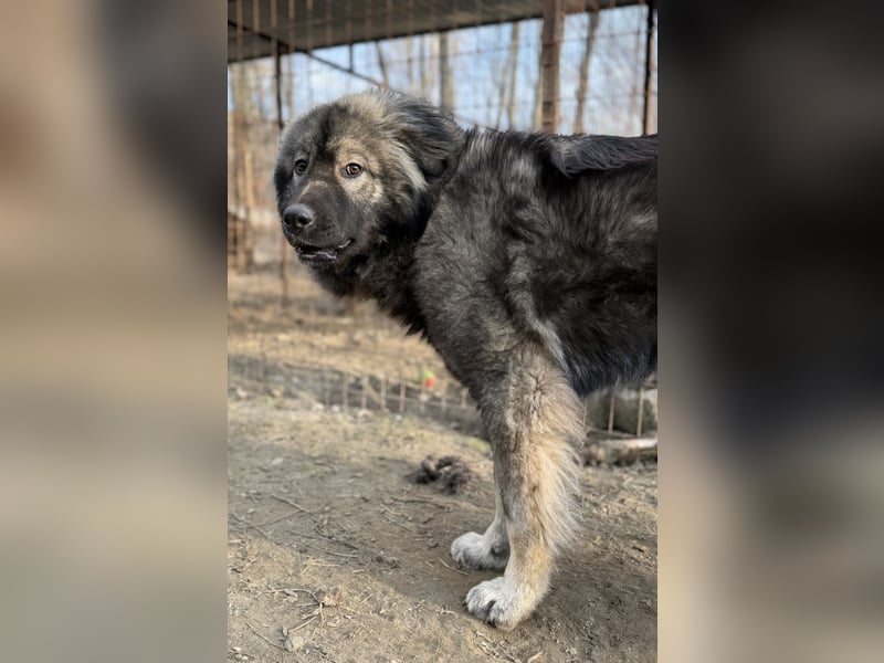 Naya - Süße Herdenschutzhündin sucht erfahrene Menschen