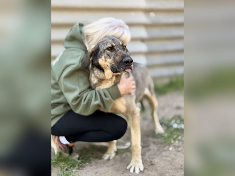 Simon (Strolch) - Lebensfroher Herzenshund sucht seine zweite Chance