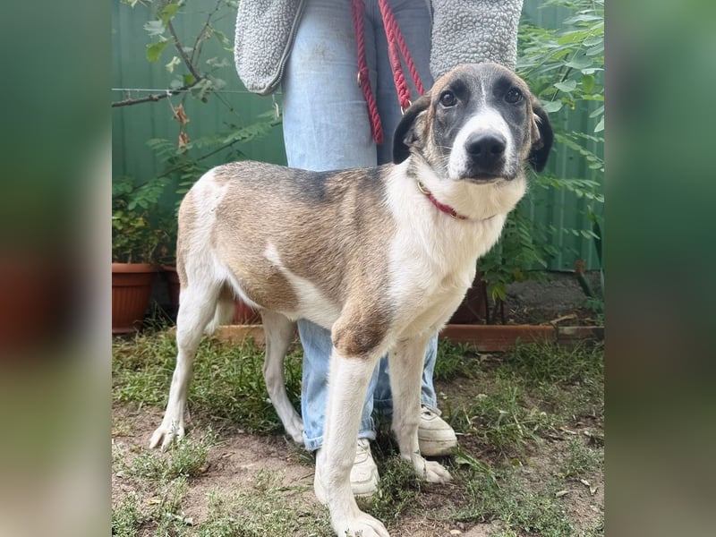 Hezöl -Liebe Junghündin sucht ihre Menschen