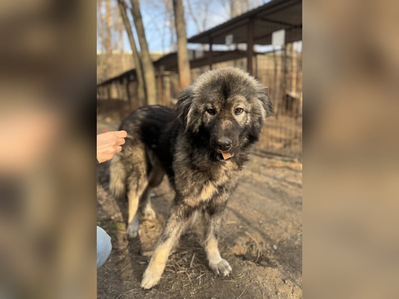 Naya - Süße Herdenschutzhündin sucht erfahrene Menschen