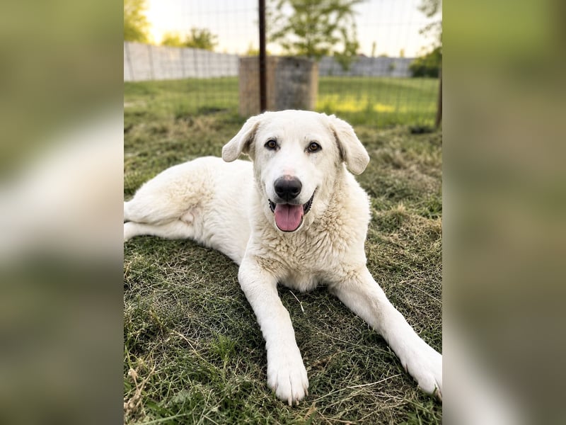 Simba Hübscher Hundejunge sucht seine Menschen