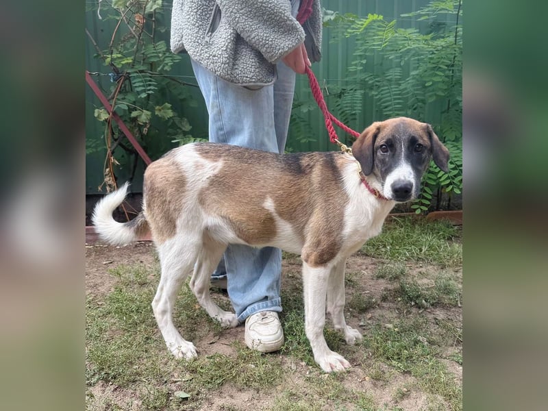 Hezöl -Liebe Junghündin sucht ihre Menschen