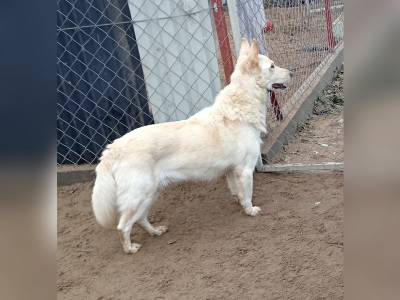 Sean- Treuer Hundemann sucht seine zweite Chance