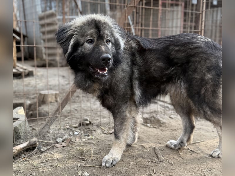 Naya - Süße Herdenschutzhündin sucht erfahrene Menschen
