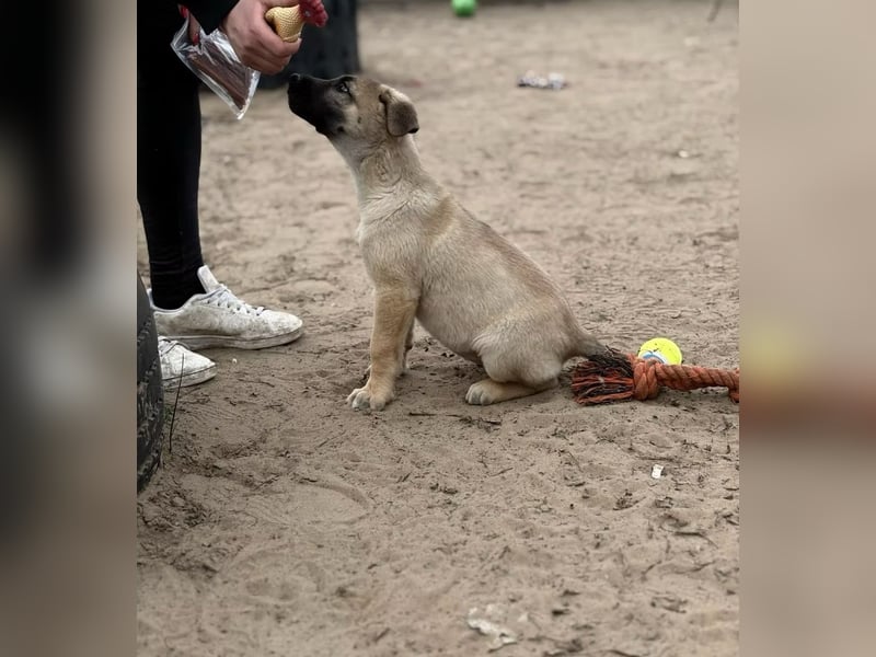 Nya - Verspielte Fellnase wünscht sich eigene Familie