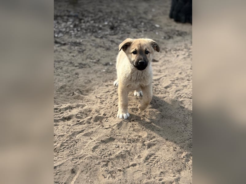 Nash - verspielter Welpe sucht liebevolle Menschen