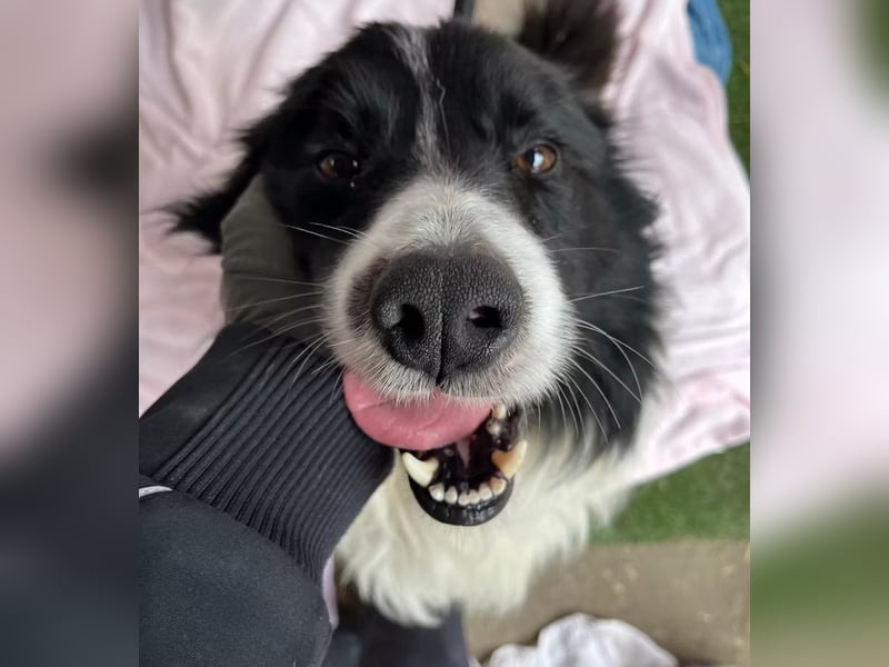 Thiago - Lieber Rüde möchte endlich ankommen!