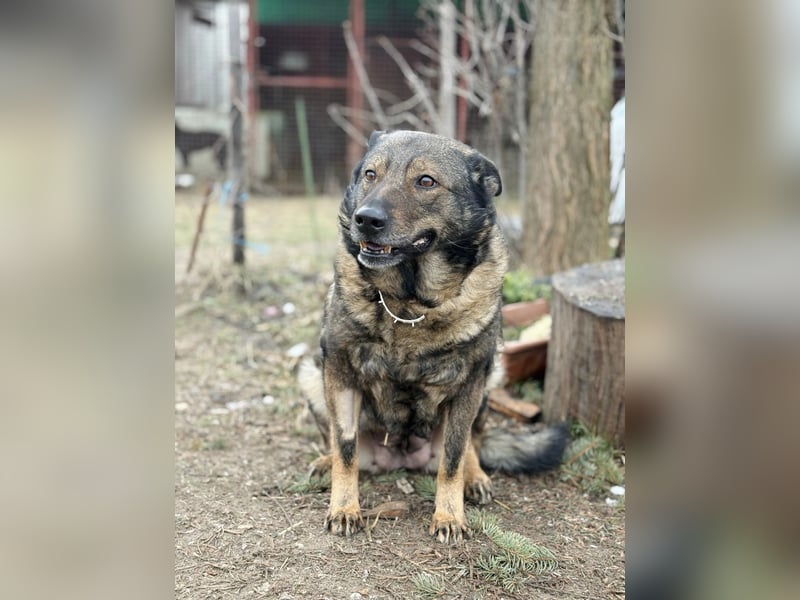 Szimka - Zweier-Hunde-WG auf der Suche nach ihrer Familie!