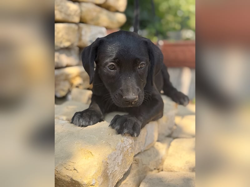 Jade - Fröhliche kleine Welpin sucht ihr Für-immer-Zuhause!