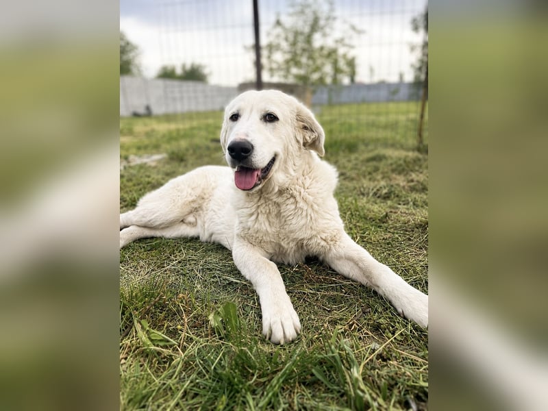 Simba Hübscher Hundejunge sucht seine Menschen