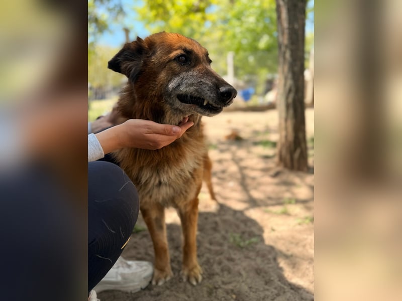 Gerad Sanfter Hundesenior sucht Partner für die besten Jahre