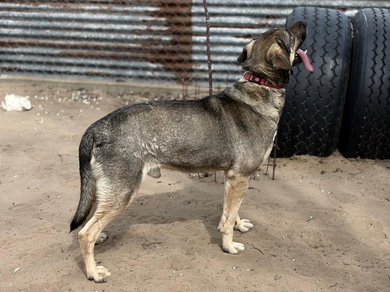 Simon (Strolch) Lebensfroher Herzenshund sucht seine zweite Chance