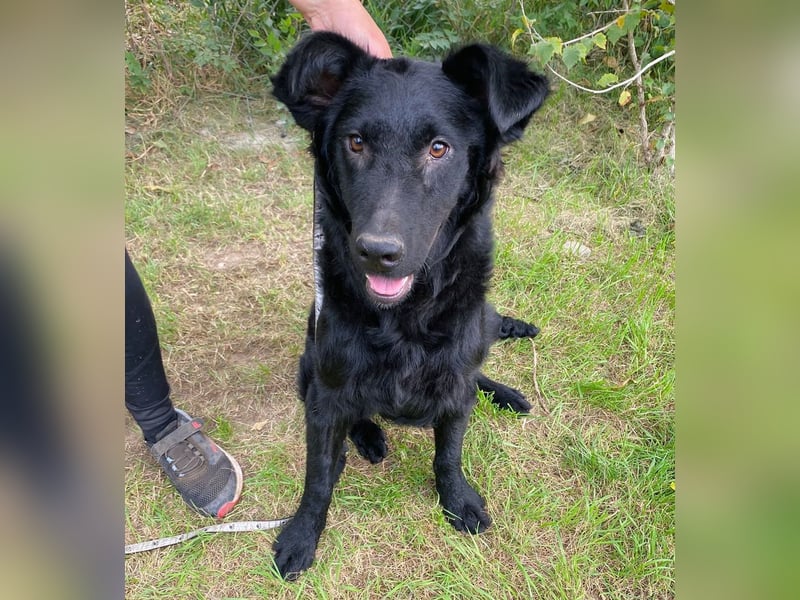 Ziza -Hübsche Hündin auf der Suche nach ihrem Glück