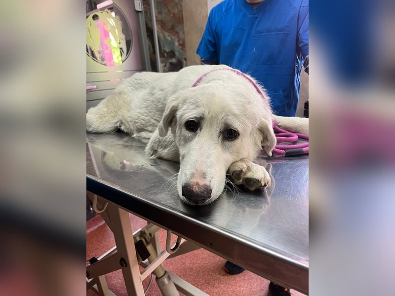 Simba Hübscher Hundejunge sucht seine Menschen