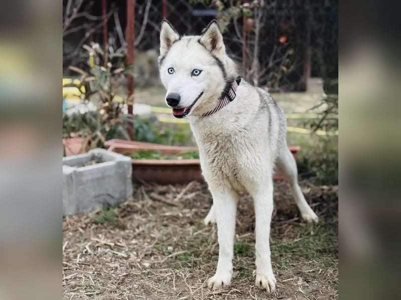 Zelinde - Agile Abenteurerin such unternehmungslustige Menschen