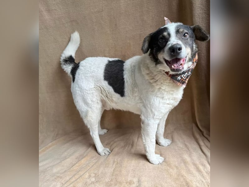 Kaspian - Sanfter Senior sucht liebevolles Zuhause zum Ankommen