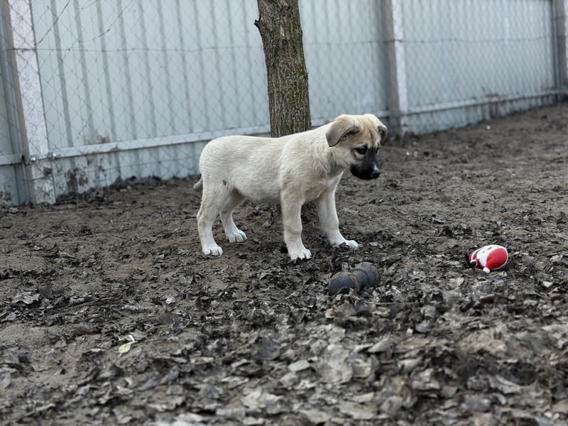 Nala - Ein kleiner Sonnenschein sucht Geborgenheit