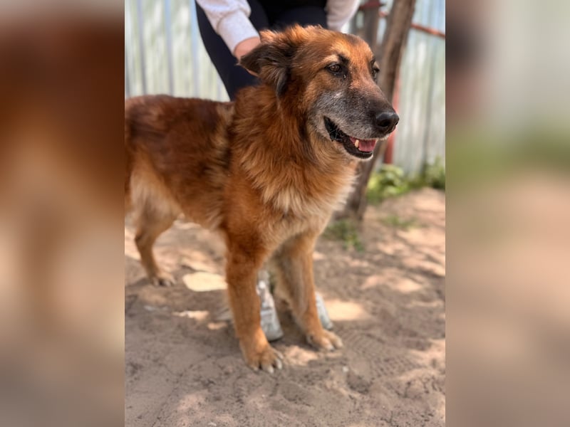 Gerad Sanfter Hundesenior sucht Partner für die besten Jahre