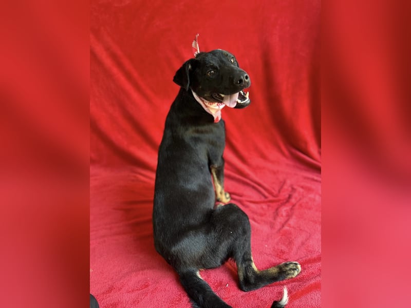 Kailo (Kumkvuat) - Fröhlicher Junghund sucht aktive Menschen!