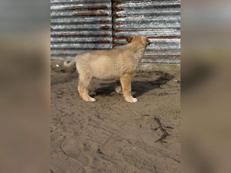 Nash - verspielter Welpe sucht liebevolle Menschen