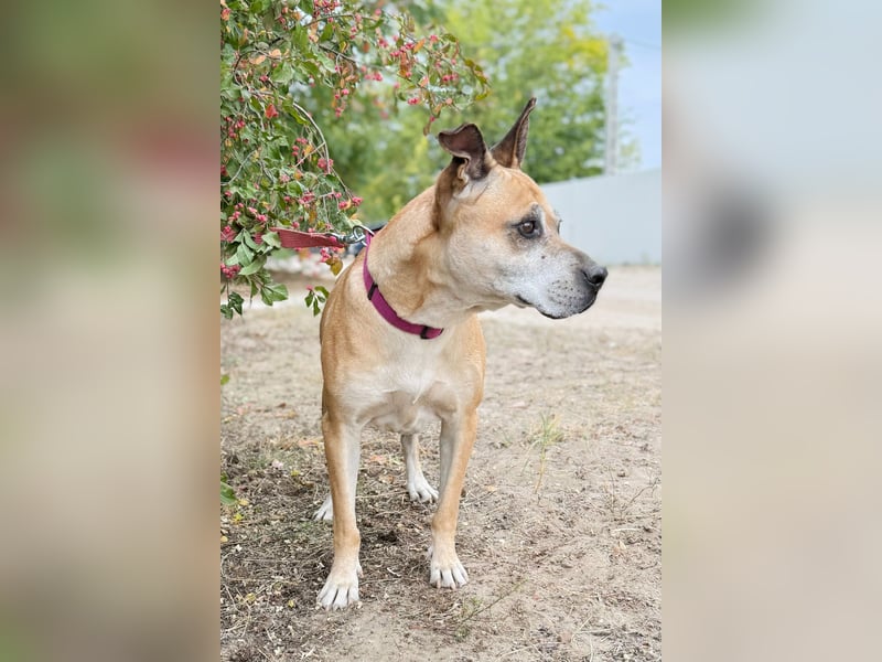Godiva - Liebevolle Seniorin wartet auf ihr Happy-End