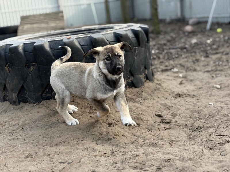 Nacho - Verspielter Welpenjunge möchte die Welt entdecken
