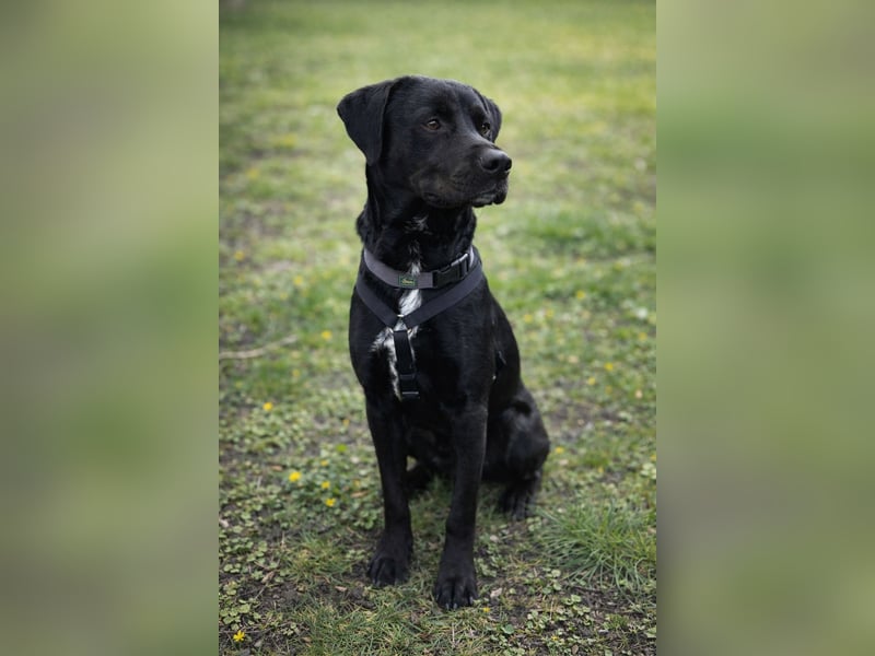 Nox (Horac) - Sanfter Vierbeiner sucht liebevolles Zuhause