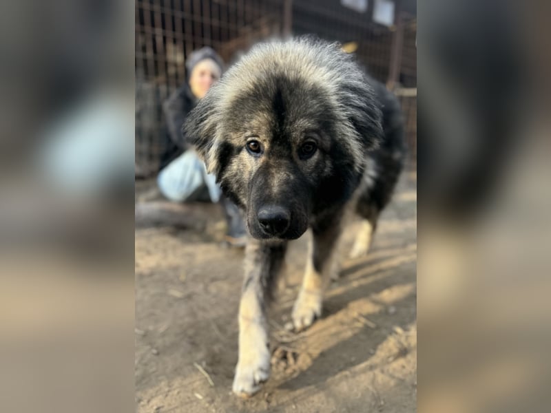 Naya - Süße Herdenschutzhündin sucht erfahrene Menschen