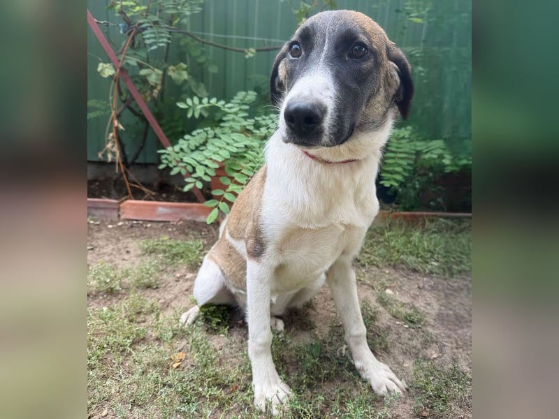 Hezöl -Liebe Junghündin sucht ihre Menschen