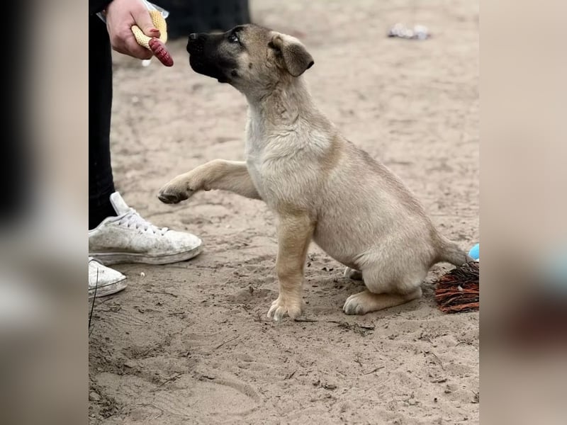 Nya - Verspielte Fellnase wünscht sich eigene Familie