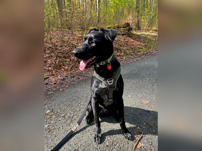 Ouzo - ausgeglichener Rüde sucht einfühlsames Zuhause