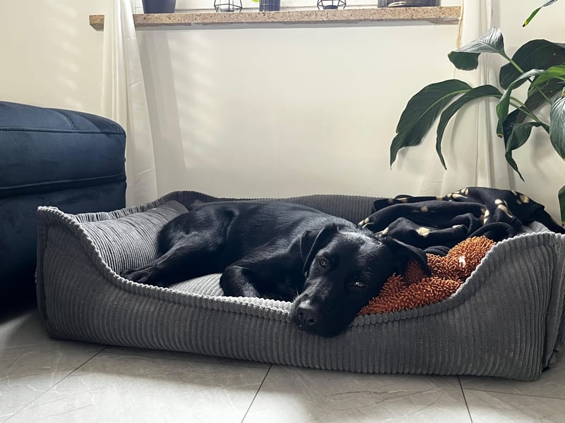 Ouzo - ausgeglichener Rüde sucht einfühlsames Zuhause