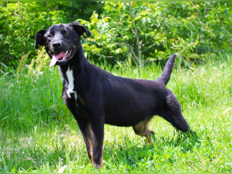 Kailo (Kumkvuat) - Fröhlicher Junghund sucht aktive Menschen!