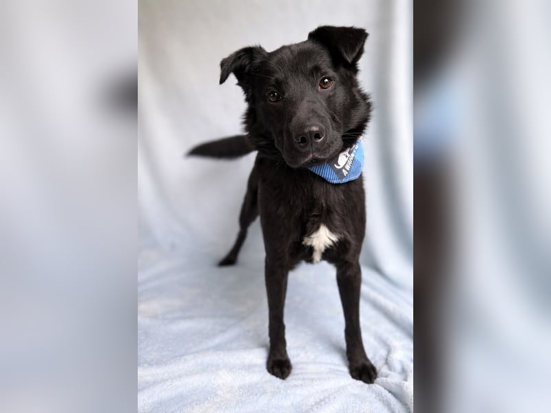 Porter - Kluger, verspielter Begleiter bereit für neue Abenteuer