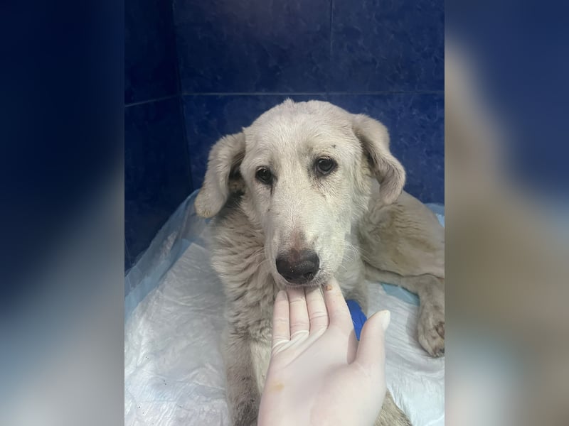 Simba Hübscher Hundejunge sucht seine Menschen