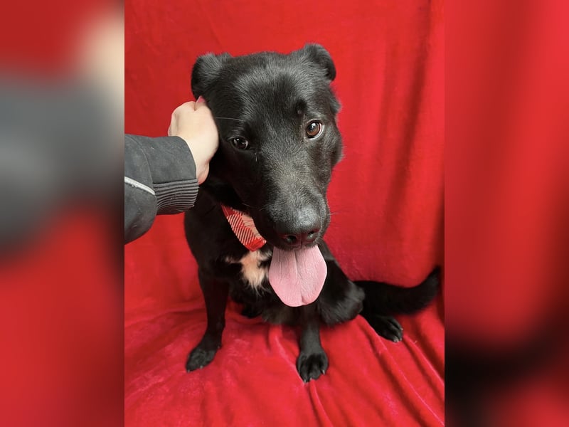 Porter - Kluger, verspielter Begleiter bereit für neue Abenteuer